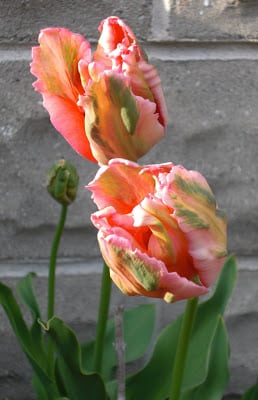 Pink parrot tulip
