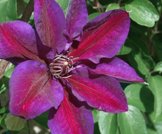 'Mrs. N. Thompson' clematis