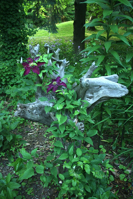 clematis on driftwood