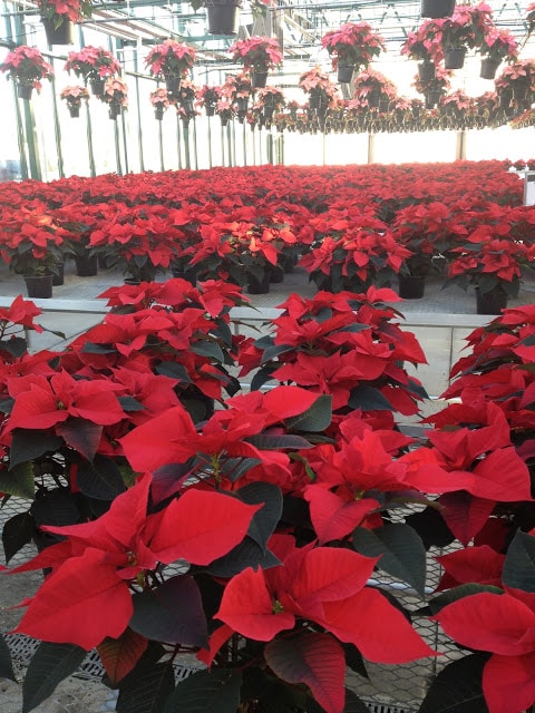 A sea of poinsettias