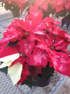 red with pink center ponsettia -- The Impatient Gardener