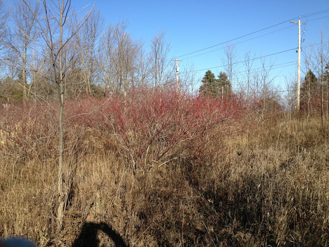 In search of dogwood branches