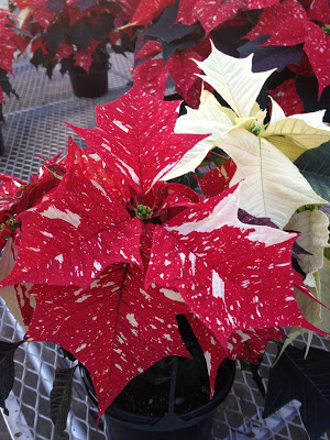 Red and white speckled poinsettia