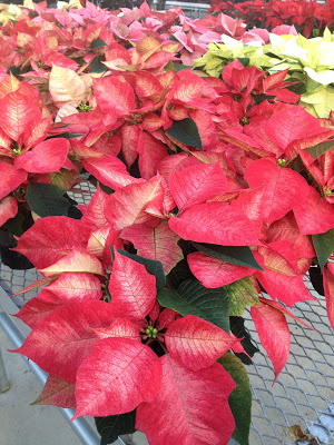 Salmon poinsettia