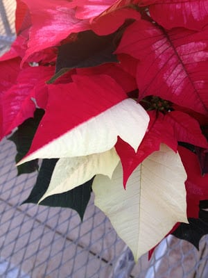 Half red leaf, half white leaf poinsettia -- The Impatient Gardener