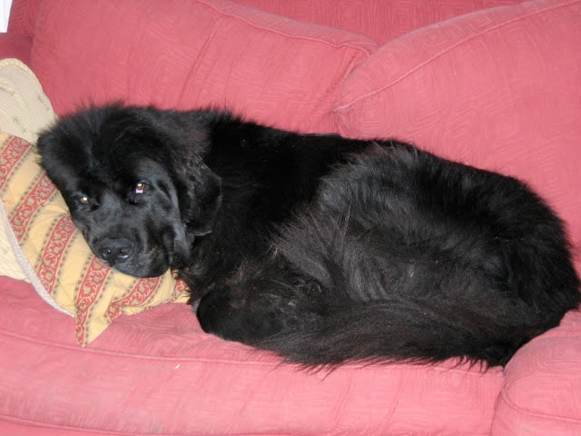 All cuddled up on the ugly couch -- The Impatient Gardener