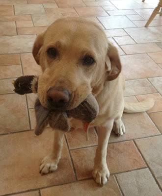 Yellow lab -- The Impatient Gardener