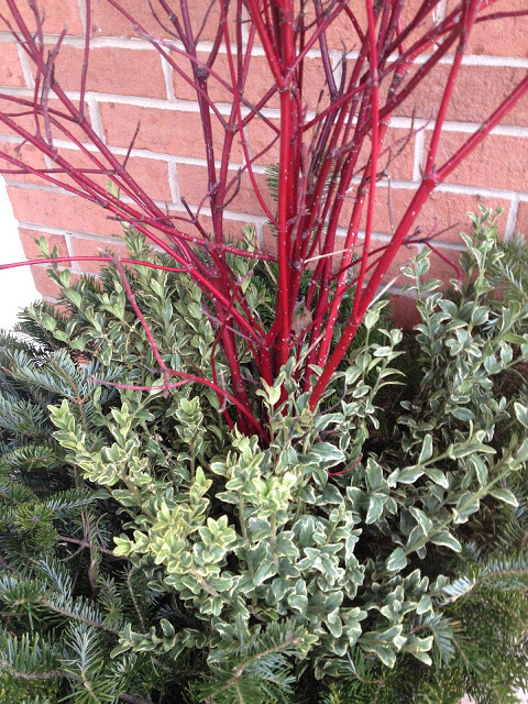 Variegated boxwood in winter container -- The Impatient Gardener
