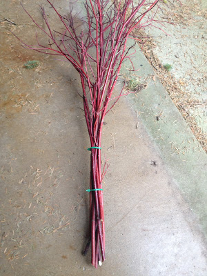 Bundle dogwood with wire ties to keep it together -- The Impatient Gardener