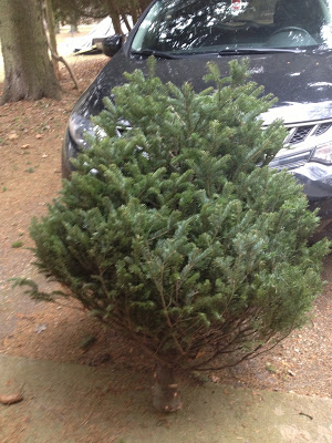 Half tree cut apart for greens -- The Impatient Gardener