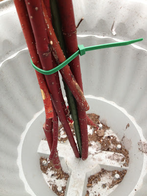 Provide stability to twig bundles by putting a stake through the bottom of the pot -- The Impatient Gardener