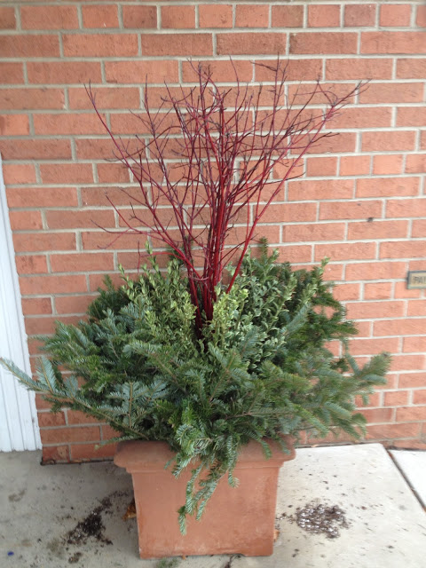 Dogwood, fir branches and boxwood -- The Impatient Gardener