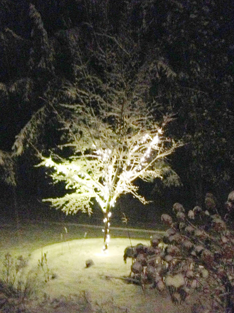 snow covered tree -- The Impatient Gardener