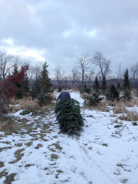 tree farm