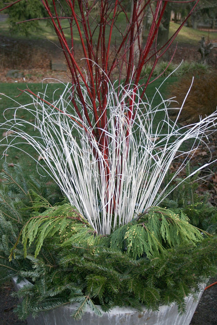 Winter container-- The Impatient Gardener