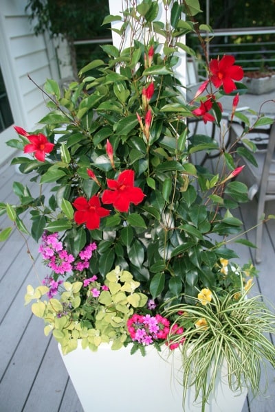 Mandevilla container