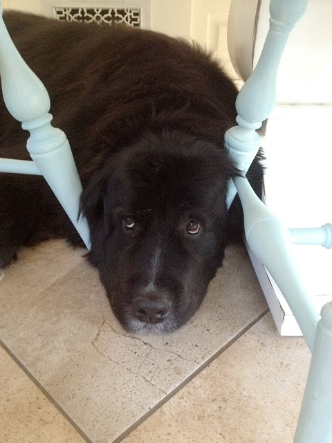 Turquoise chairs with Newfoundland