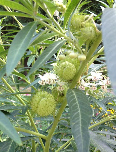 Family Jewels plant