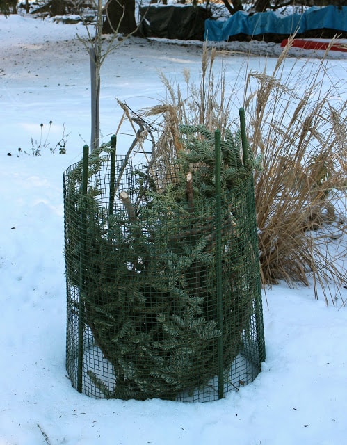 Winter plant protection -- The Impatient Gardener