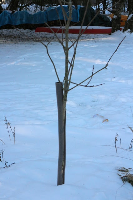 Pipe insulator to protect young trees from rodent damage -- The Impatient Gardener