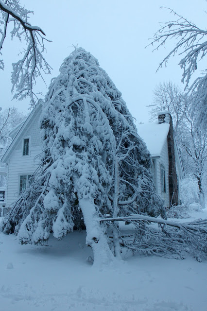 cedar fallen on house