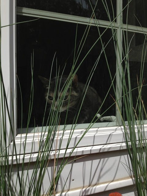 Kitty in the window