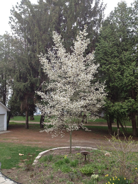 Serviceberry almost in full bloom