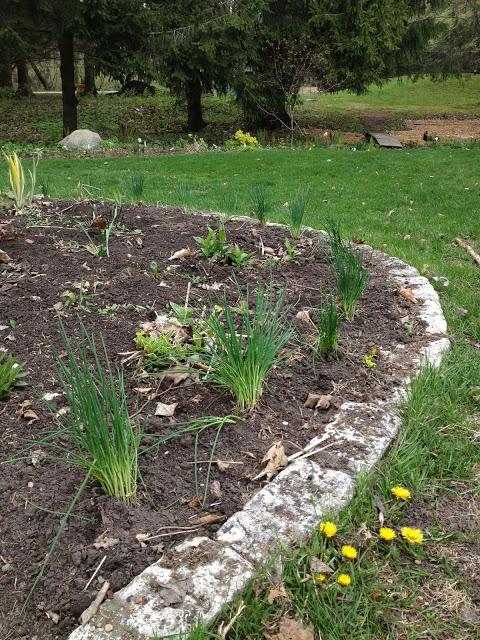 Chive hedge