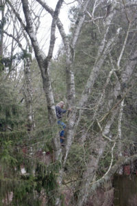 cutting down a birch tree