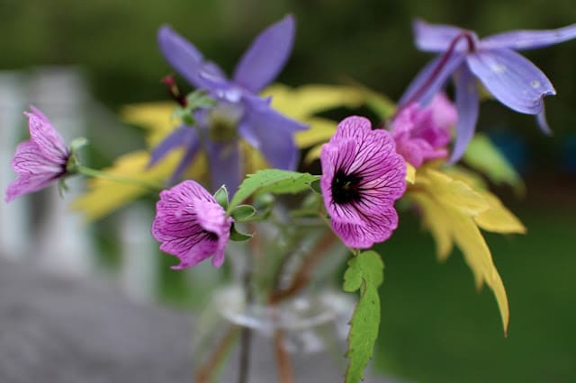 The Impatient Gardener: Clematis, geranium, bleeding heart bouquet