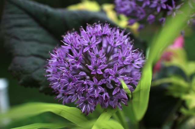 The Impatient Gardener Garden Appreciation Week 5 (Ligularia, Hakonechloa, bleeding heart, allium)