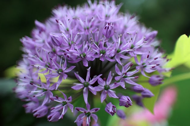 The Impatient Gardener Garden Appreciation Week 5 (Ligularia, Hakonechloa, bleeding heart, allium)