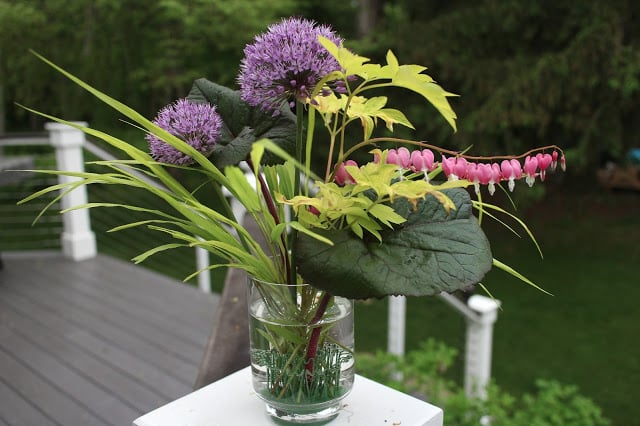 The Impatient Gardener Garden Appreciation Week 5 (Ligularia, Hakonechloa, bleeding heart, allium)
