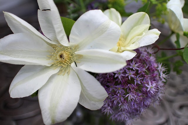 The Impatient Gardener -- Garden Appreciation Society Week 6 Guernsey Cream clematis, allium, lady's mantle, nepeta