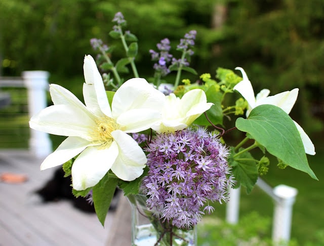 The Impatient Gardener -- Garden Appreciation Society Week 6 Guernsey Cream clematis, allium, lady's mantle, nepeta