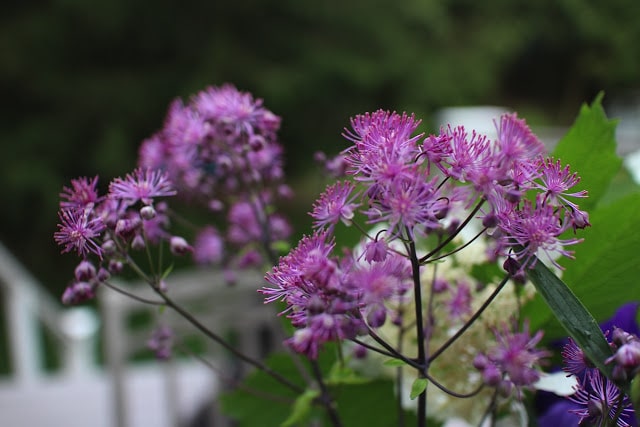 The Garden Appreciation Society -- Thalictrum 'Black Stockings'