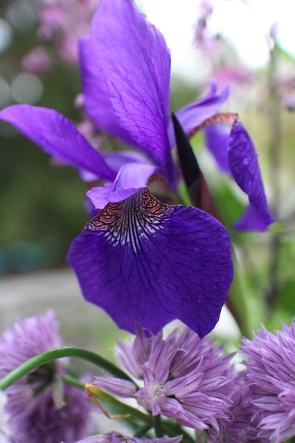 The Garden Appreciation Society -- iris