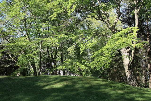 American beech