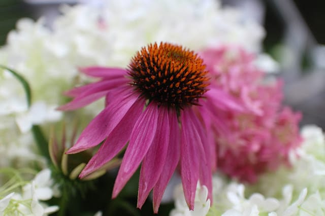 The Impatient Gardener -- The Garden Appreciation Society -- Annabelle hydrangea, Invicibelle Spirit hydrangea, echinacea