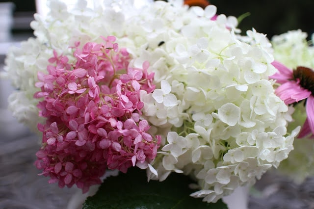 The Impatient Gardener -- The Garden Appreciation Society -- Annabelle hydrangea, Invicibelle Spirit hydrangea, echinacea