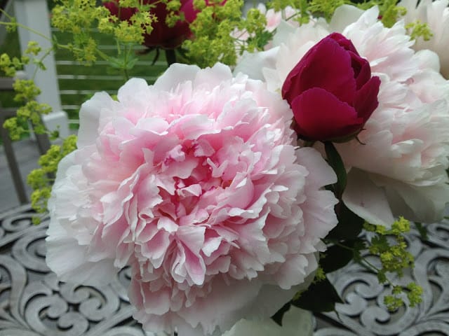 The Impatient Gardener -- The Garden Appreciation Society; peonies and Lady's Mantle