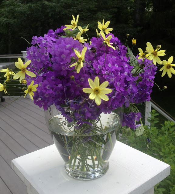 The Impatient Gardener's Garden Appreciation Society -- Superbena Violet Ice and Coreopsis 'Moonbeam'