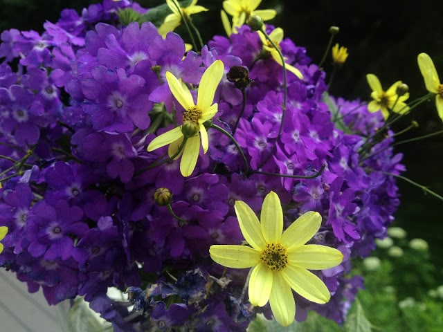 The Impatient Gardener's Garden Appreciation Society -- Superbena Violet Ice and Coreopsis 'Moonbeam'