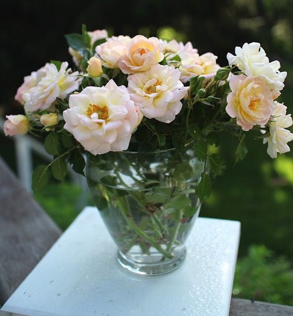 The Impatient Gardener -- The Garden Appreciation Society -- Oso Easy Peachy Cream roses