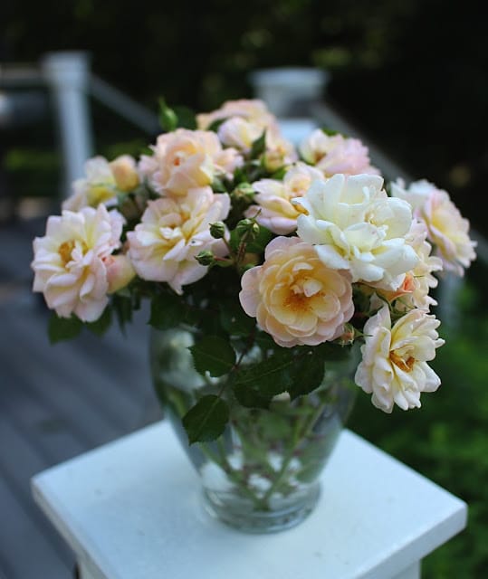 The Impatient Gardener -- The Garden Appreciation Society -- Oso Easy Peachy Cream roses