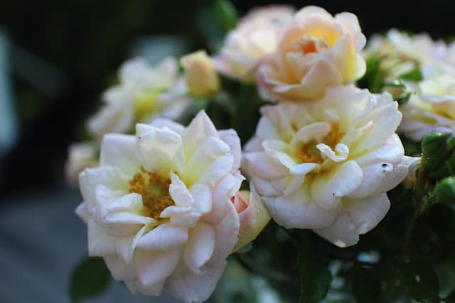 The Impatient Gardener -- The Garden Appreciation Society -- Oso Easy Peachy Cream roses