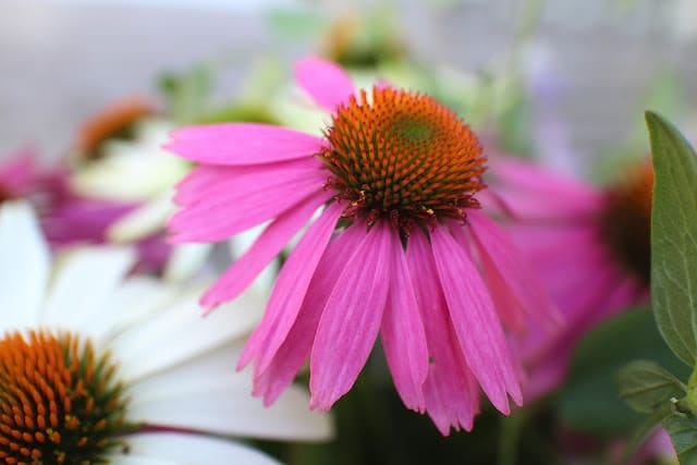 The Impatient Gardener -- The Garden Appreciation Society