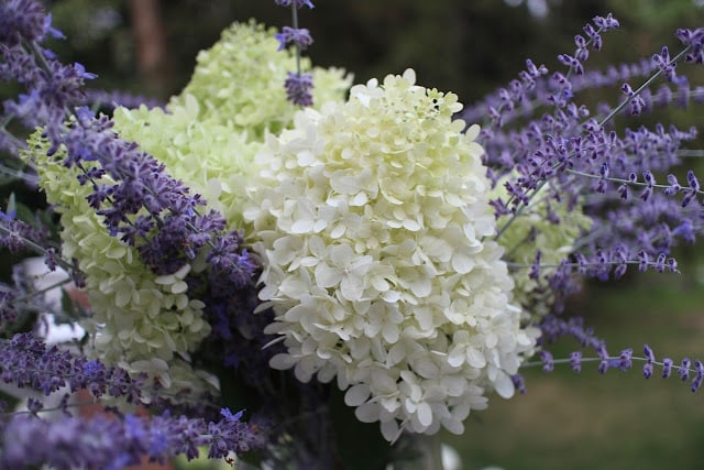 The Garden Appreciation Society, The Impatient Gardener, Limelight hydrangea + Russian sage