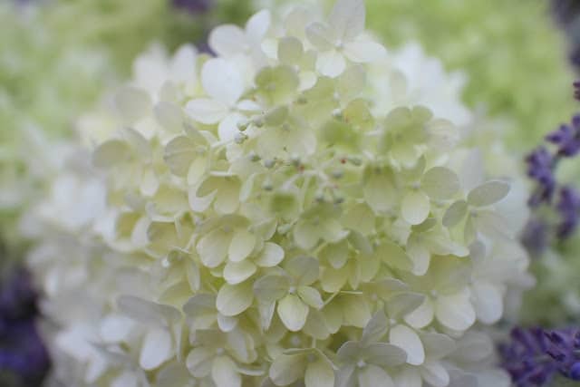 The Garden Appreciation Society, The Impatient Gardener, Limelight hydrangea + Russian sage