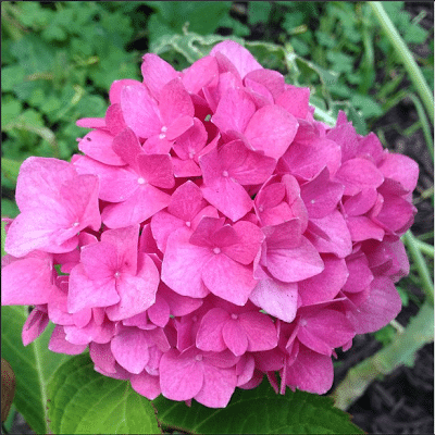 The Impatient Gardener 2-minute garden tour